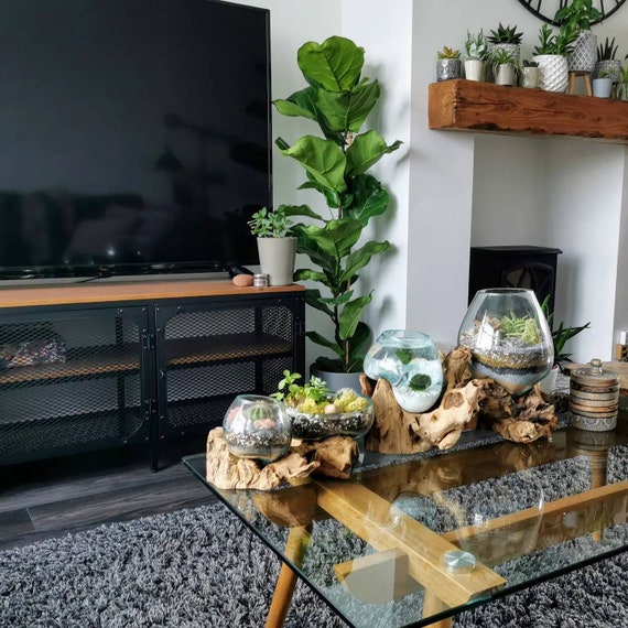 Glass and Driftwood Terrarium Glass and Driftwood Terrarium