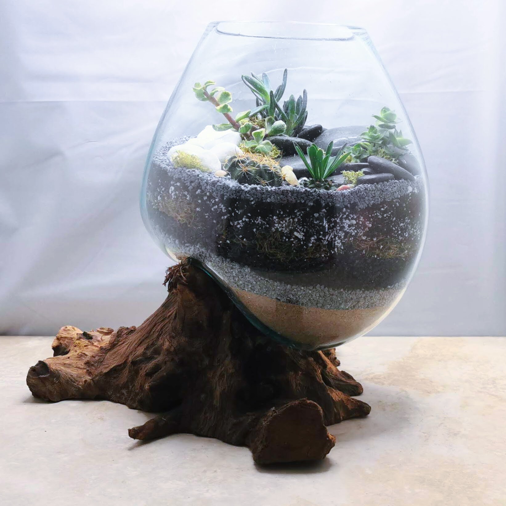 DIY Kit Driftwood Terrarium 6 Succulents/ Cacti Included Etsy