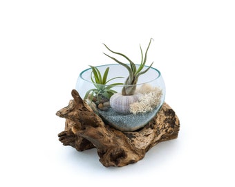 Molten Glass Driftwood Terrarium DIY Kit • 2 Air plants, Pebbles, Gravel and Urchin Included • Choice of 8 Reindeer moss colours