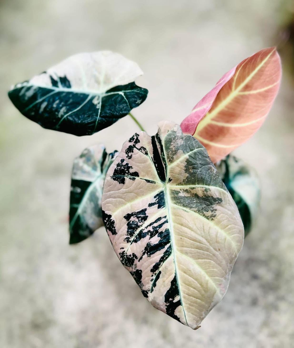 Alocasia black velvet pink variegated - Etsy 日本