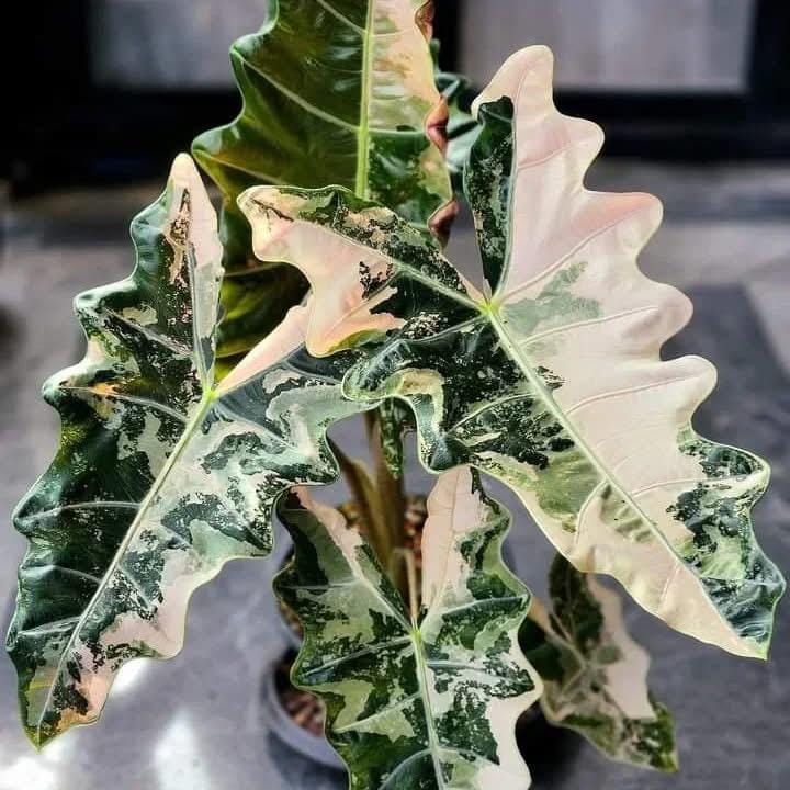 本格派ま！ Alocasia 日本 Etsy - sanderiana その他観葉植物