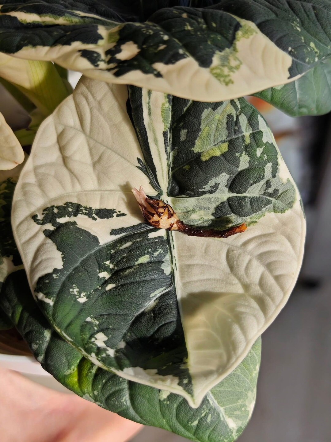 Alocasia Maharani Albo Variegated Planting Corms - Etsy