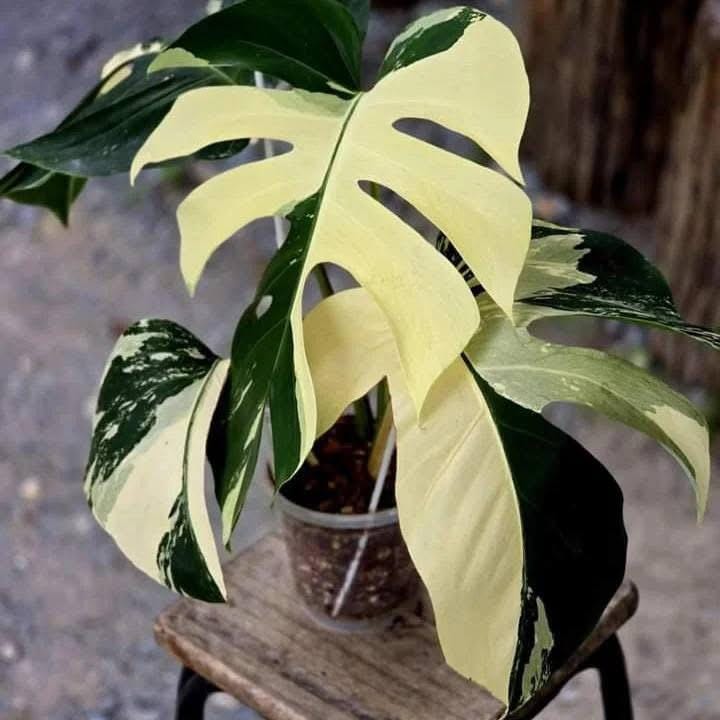 Monstera mint - Etsy 日本