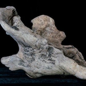 Driftwood Sculpture - A1