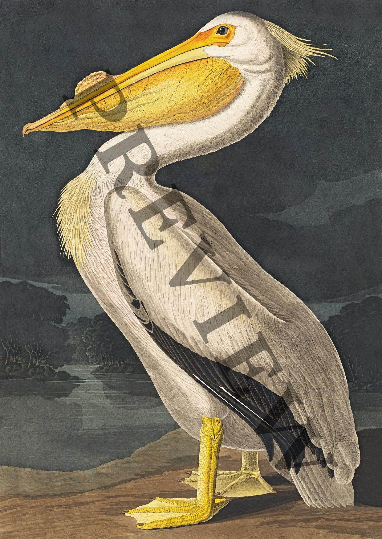 Pelican Art Print Vintage Birds of America Antique Etsy UK