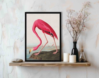 Pink Flamingo Art Print - Vintage Birds of America Antique Illustration by John Audubon - Unique Historical Animal / Bird Home Decor Poster