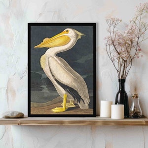 Pelican Art Print - Vintage Birds of America Antique Illustration by John Audubon - Unique Historical Animal / Sea Bird Home Decor Poster