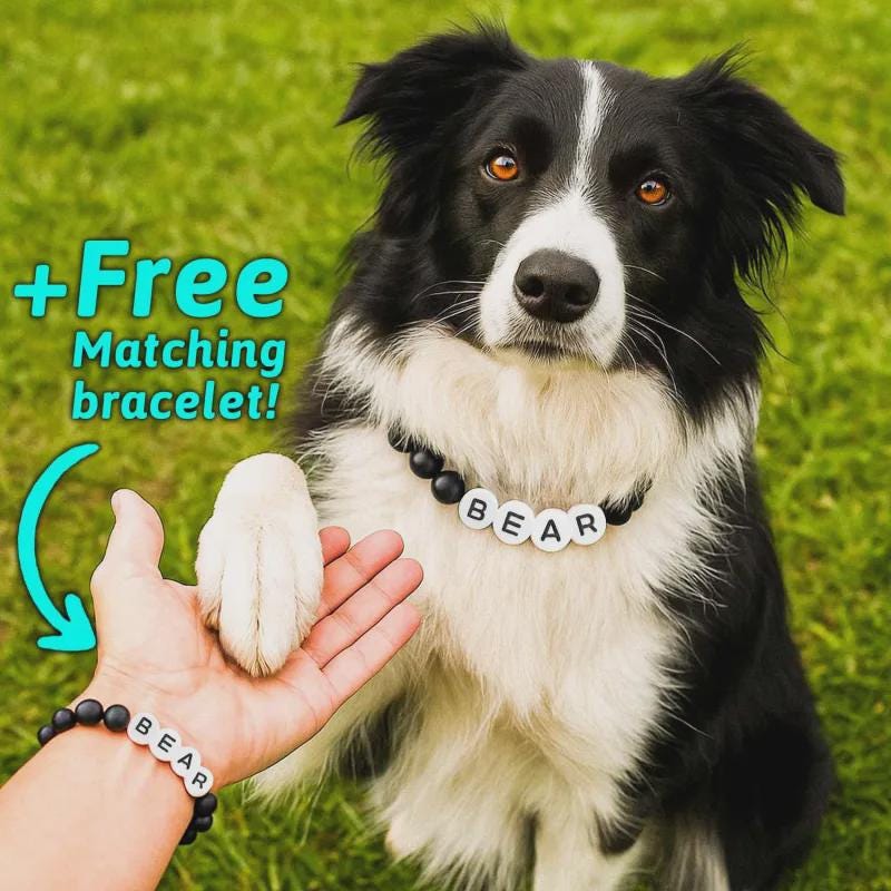 Corduroy Collar Matching Dog Collar And Human Bracelet Cat