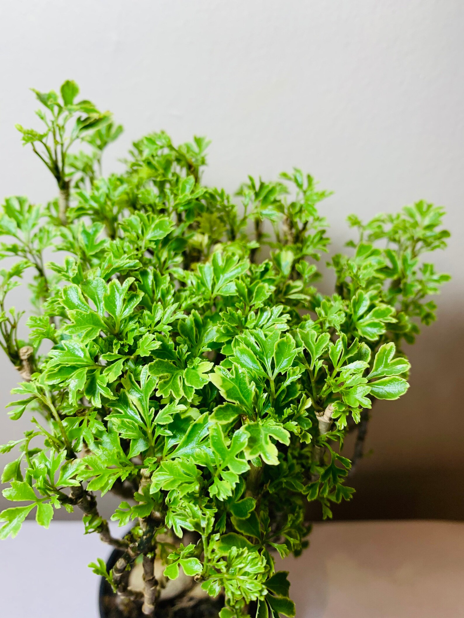 Variegated Ming Aralia Parsley Snowflake Live Plant in 4 Etsy