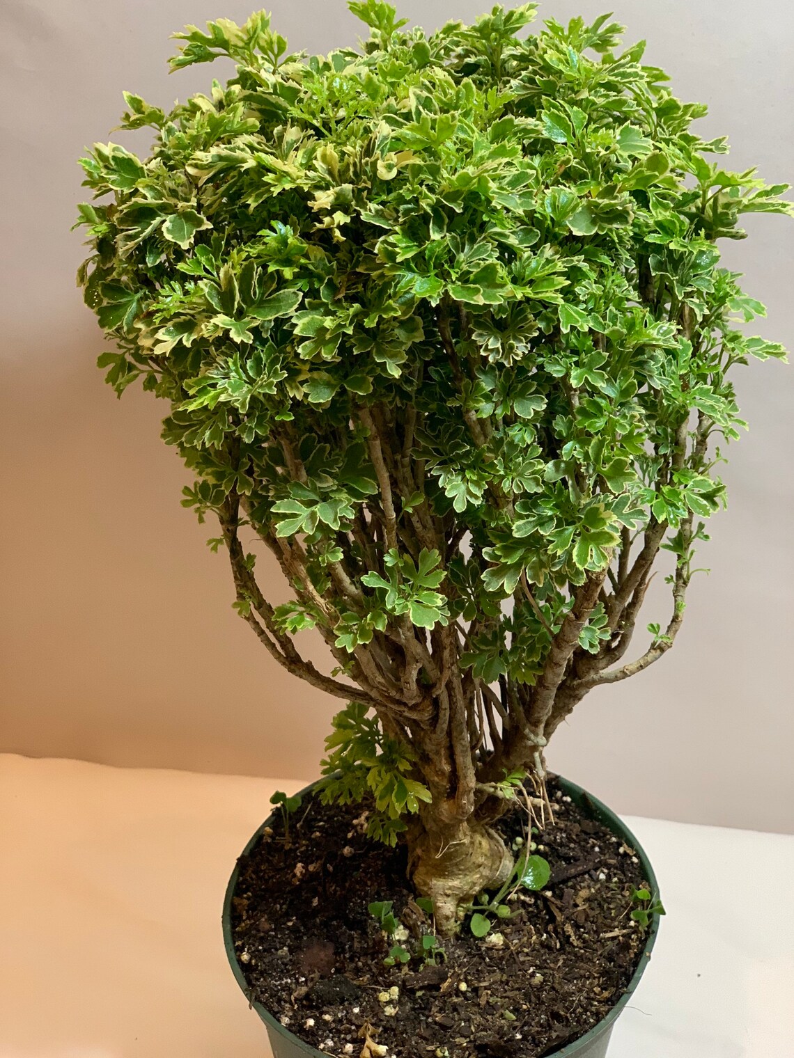 Variegated Ming Aralia Parsley Snowflake Live Plant6in Pot. Etsy