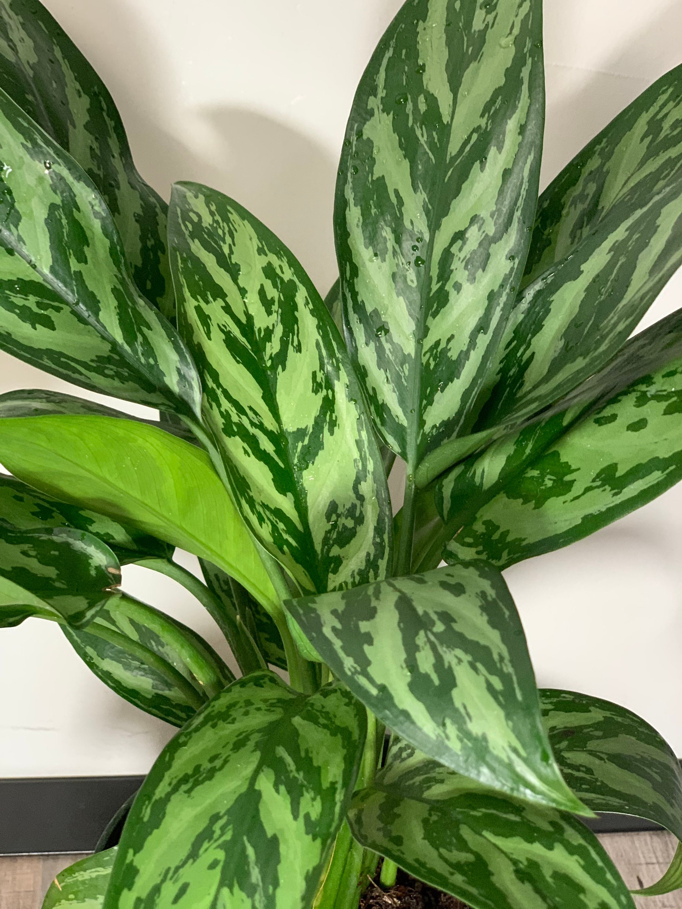 Aglaonema Tigress-Chinese Evergreen Tigress plant- live house plant.