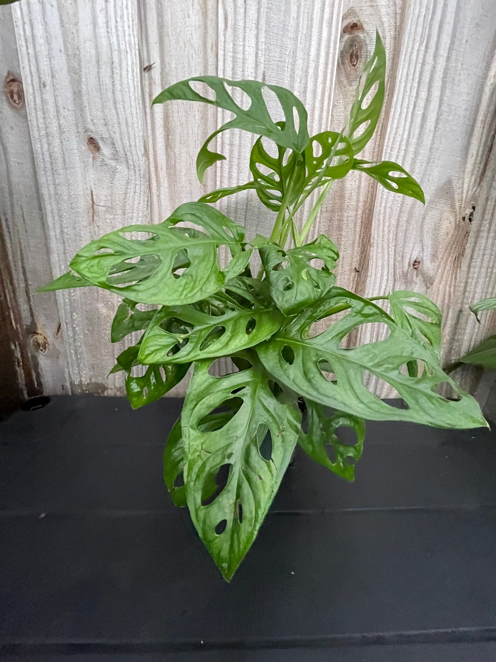 Monstera Adansonii Philodendron Swiss Cheese Starter Plant. Etsy