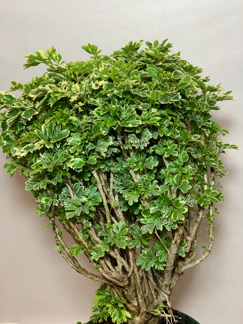 Variegated Ming Aralia Parsley Snowflake Live Plant6in Pot. Etsy