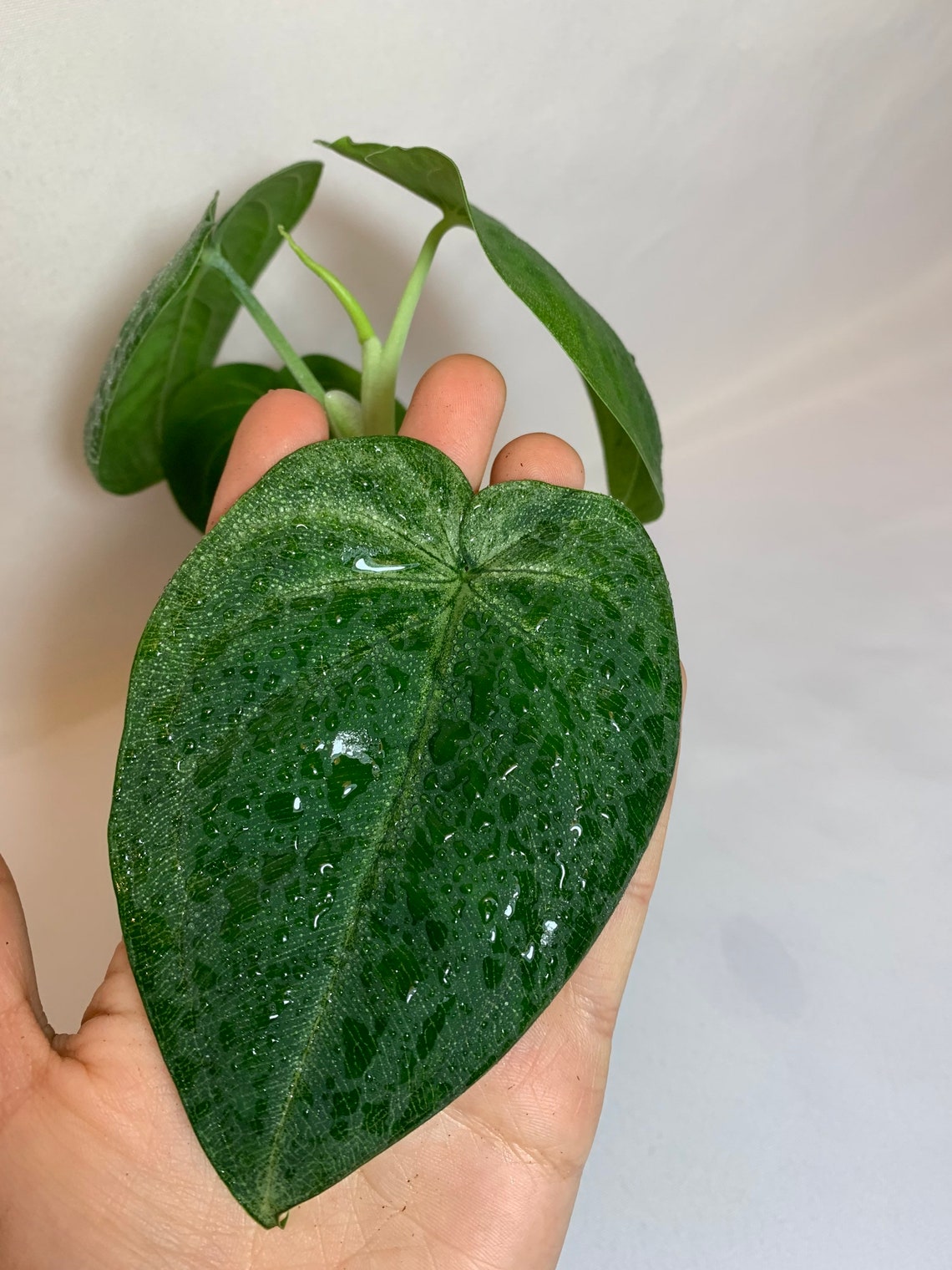 Syngonium macrophyllum Ice Frost Frosted Heart RarePlant | Etsy