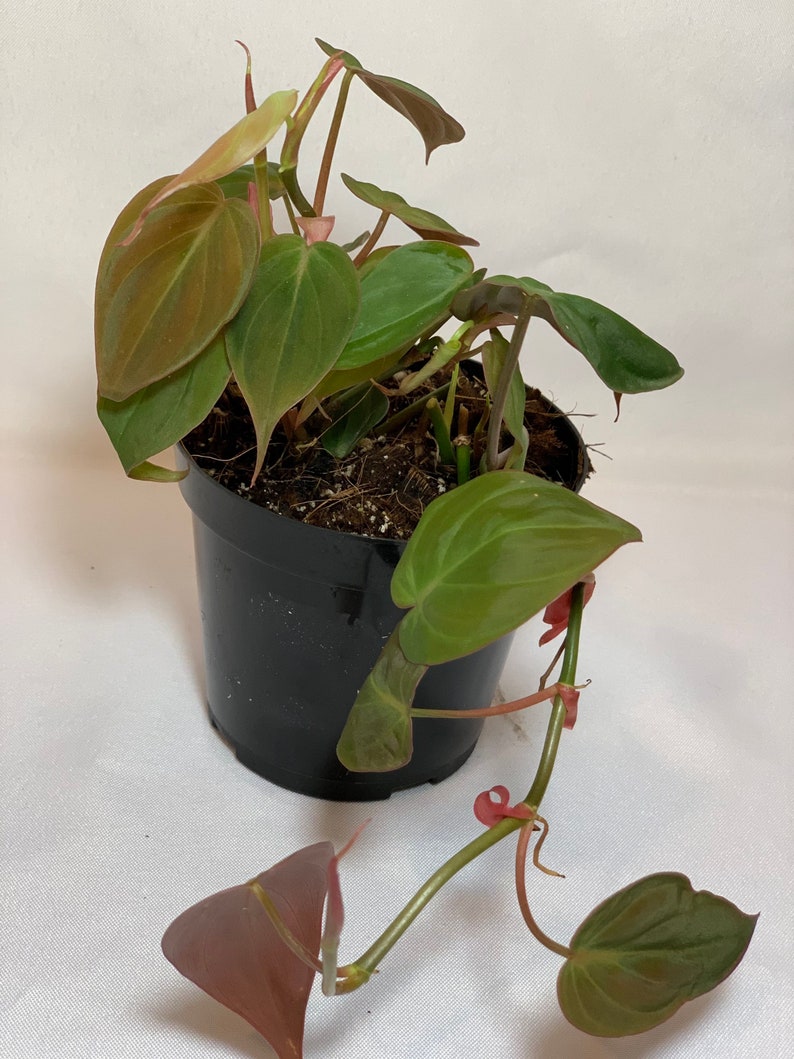 Philodendron micans 4in pot Etsy