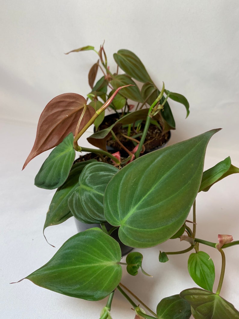 Philodendron micans 4in pot Etsy