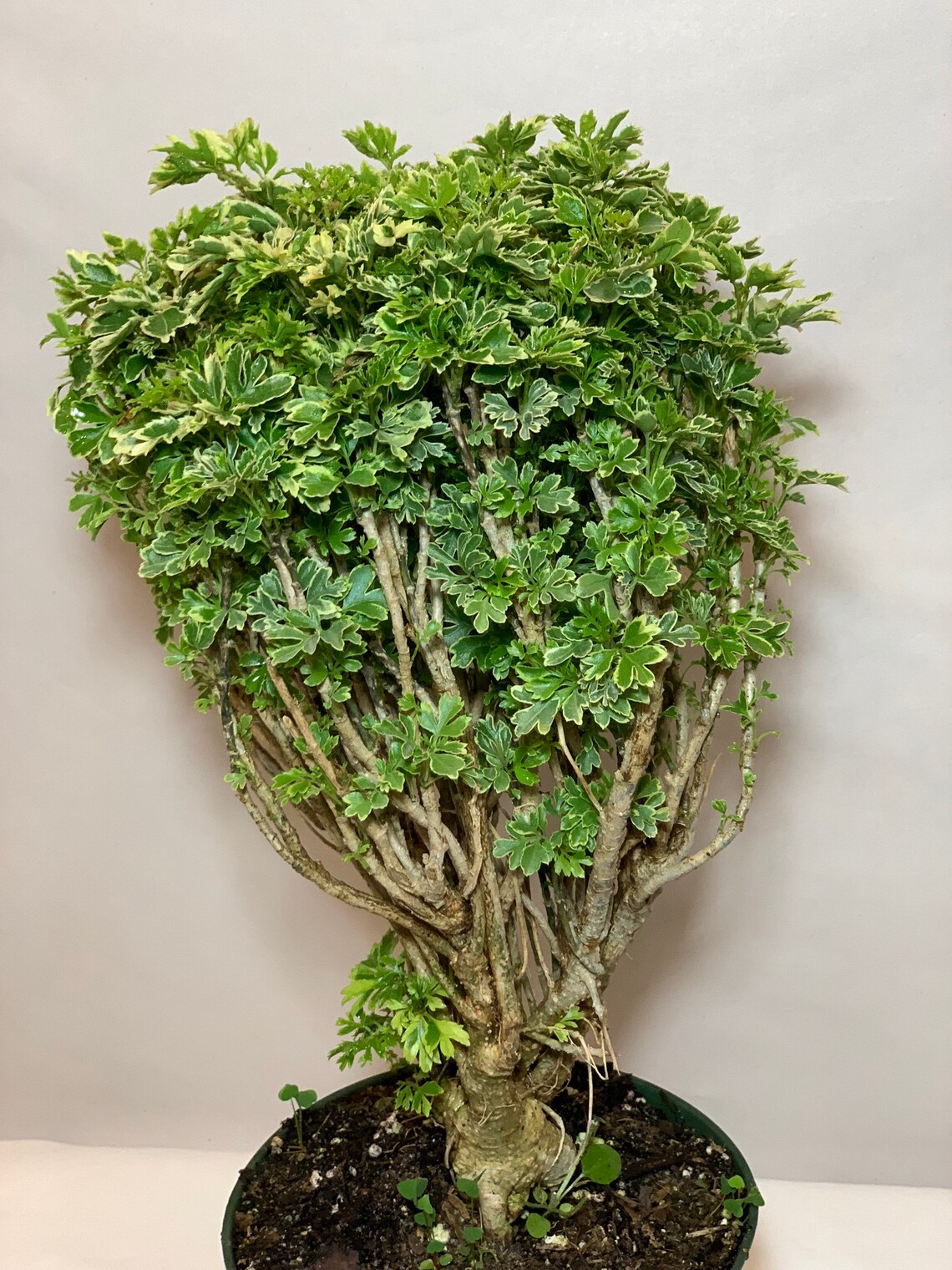 Variegated Ming Aralia Parsley Snowflake Live Plant6in Pot. Etsy