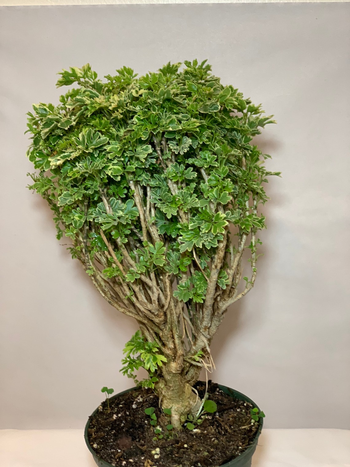 Variegated Ming Aralia Parsley Snowflake Live Plant6in Pot. Etsy