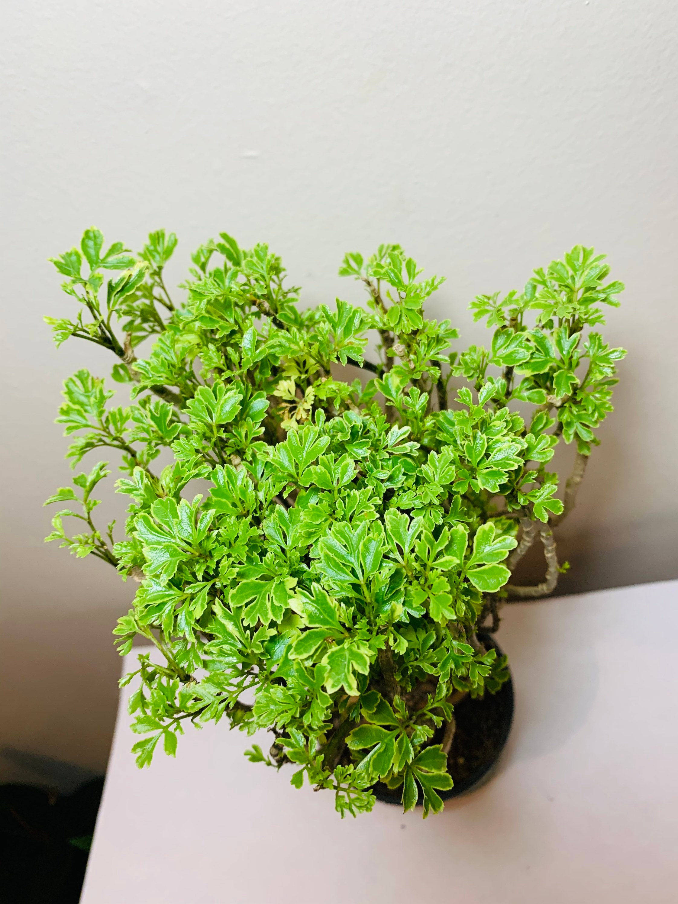 Variegated Ming Aralia Parsley Snowflake Live Plant in 4 Etsy