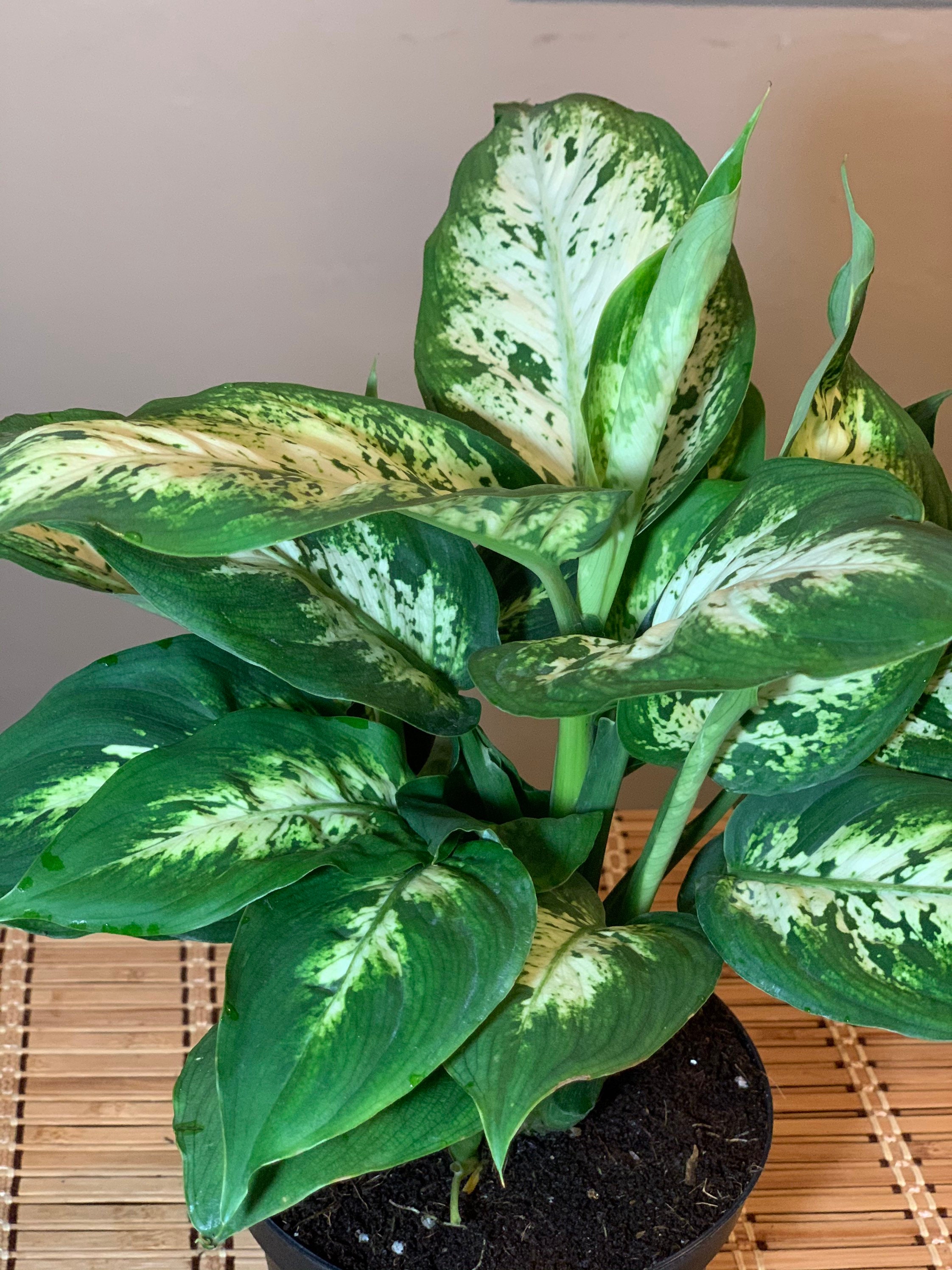 Dieffenbachia Compacta Large 6 Pot Air Purifying Indoor Etsy