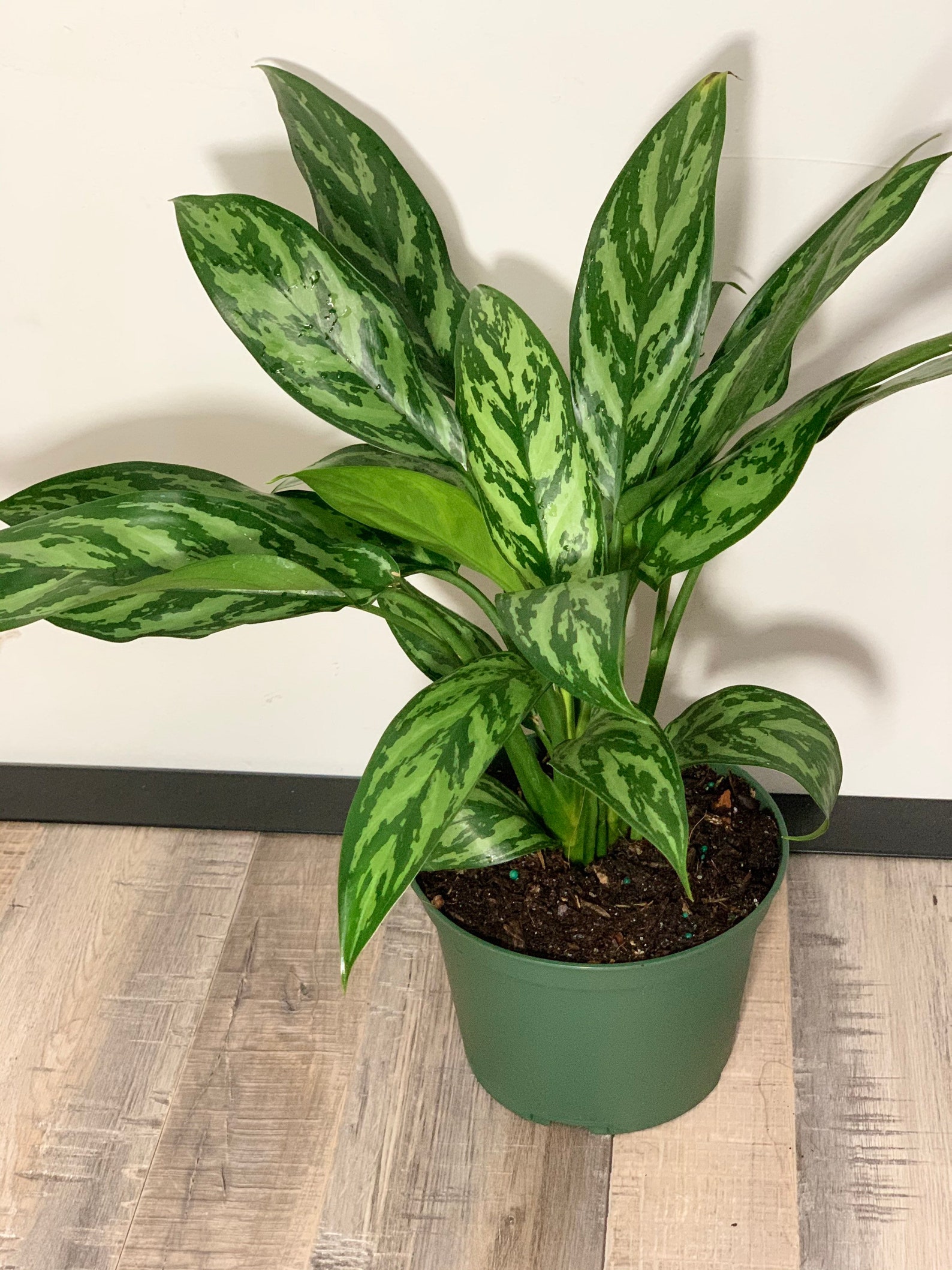 Aglaonema Tigresschinese Evergreen Tigress Plant Live House Etsy