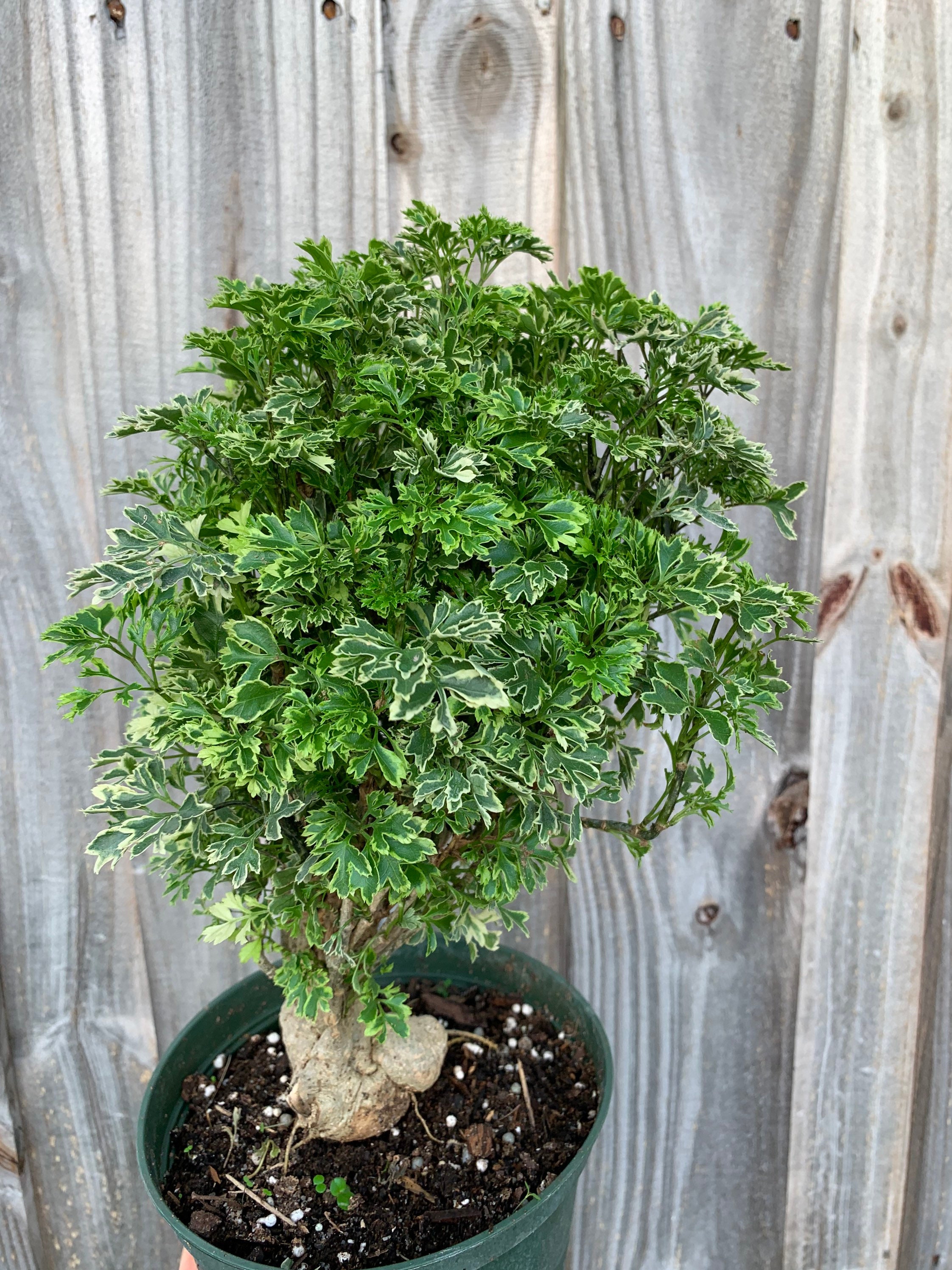 Variegated Ming Aralia Parsley Snowflake Live Plant6in Pot. Etsy