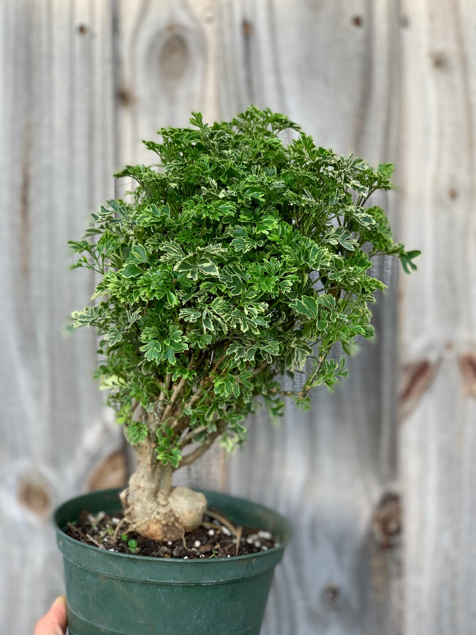 Variegated Ming Aralia Parsley Snowflake Live Plant6in Pot. Etsy