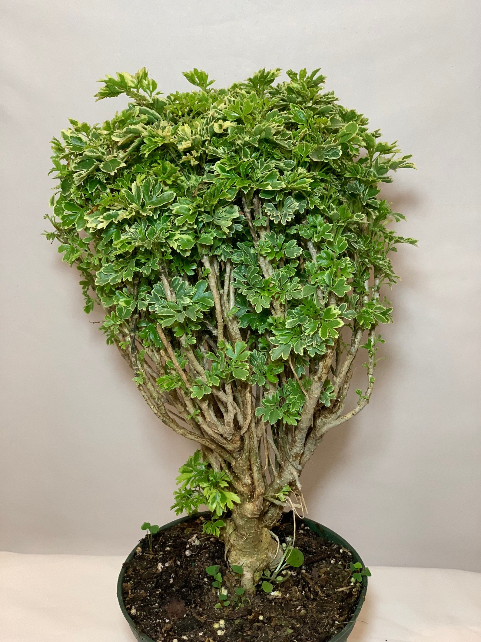 Variegated Ming Aralia Parsley Snowflake Live Plant6in Pot. Etsy