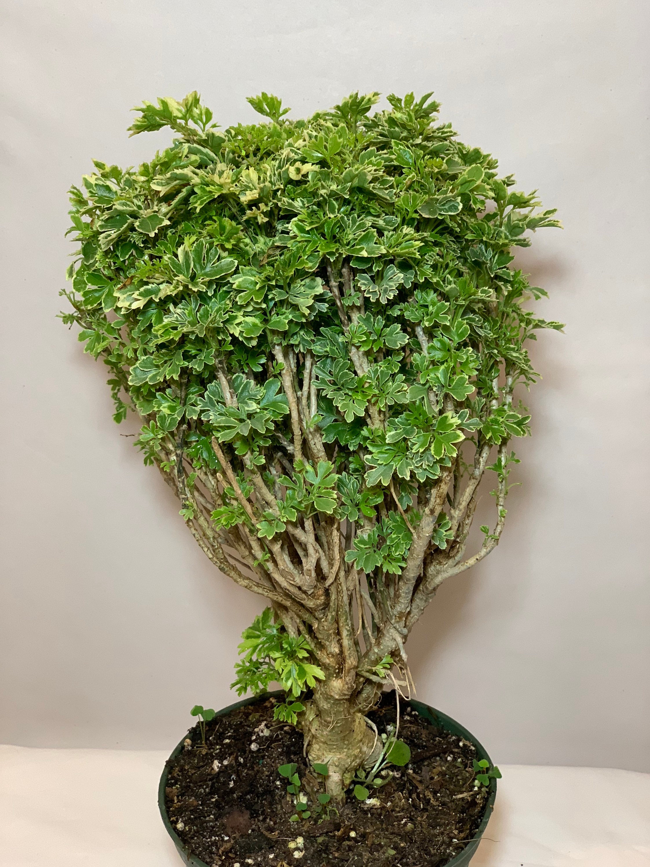 Variegated Ming Aralia Parsley Snowflake Live Plant6in Pot. Etsy