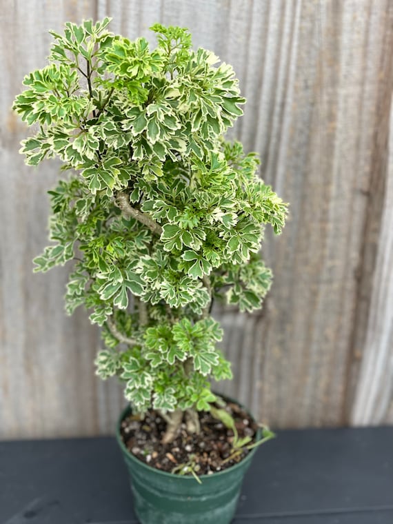 Variegated Ming Aralia Parsley Snowflake Live Plant in 4 Etsy