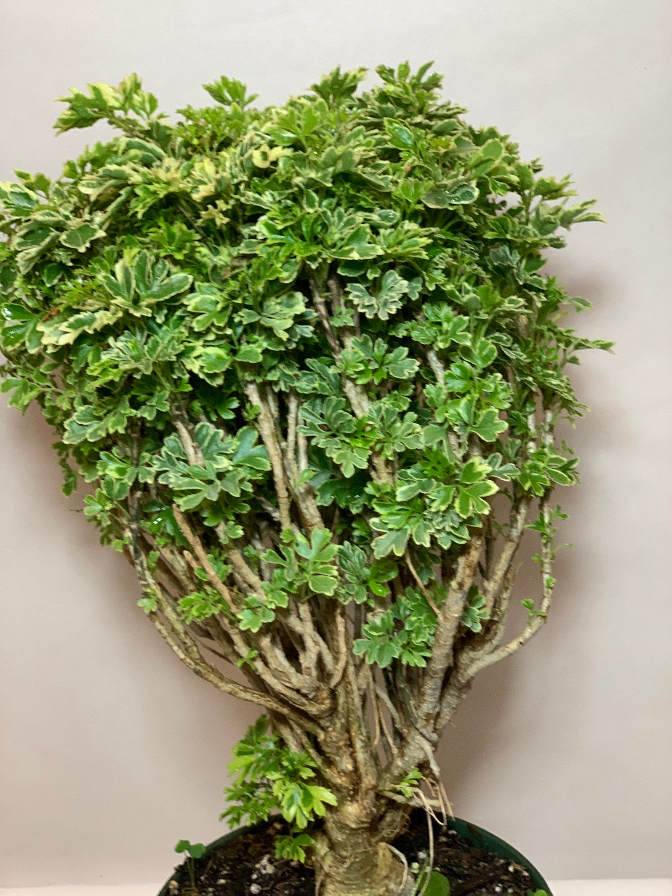 Variegated Ming Aralia Parsley Snowflake Live Plant6in Pot. Etsy