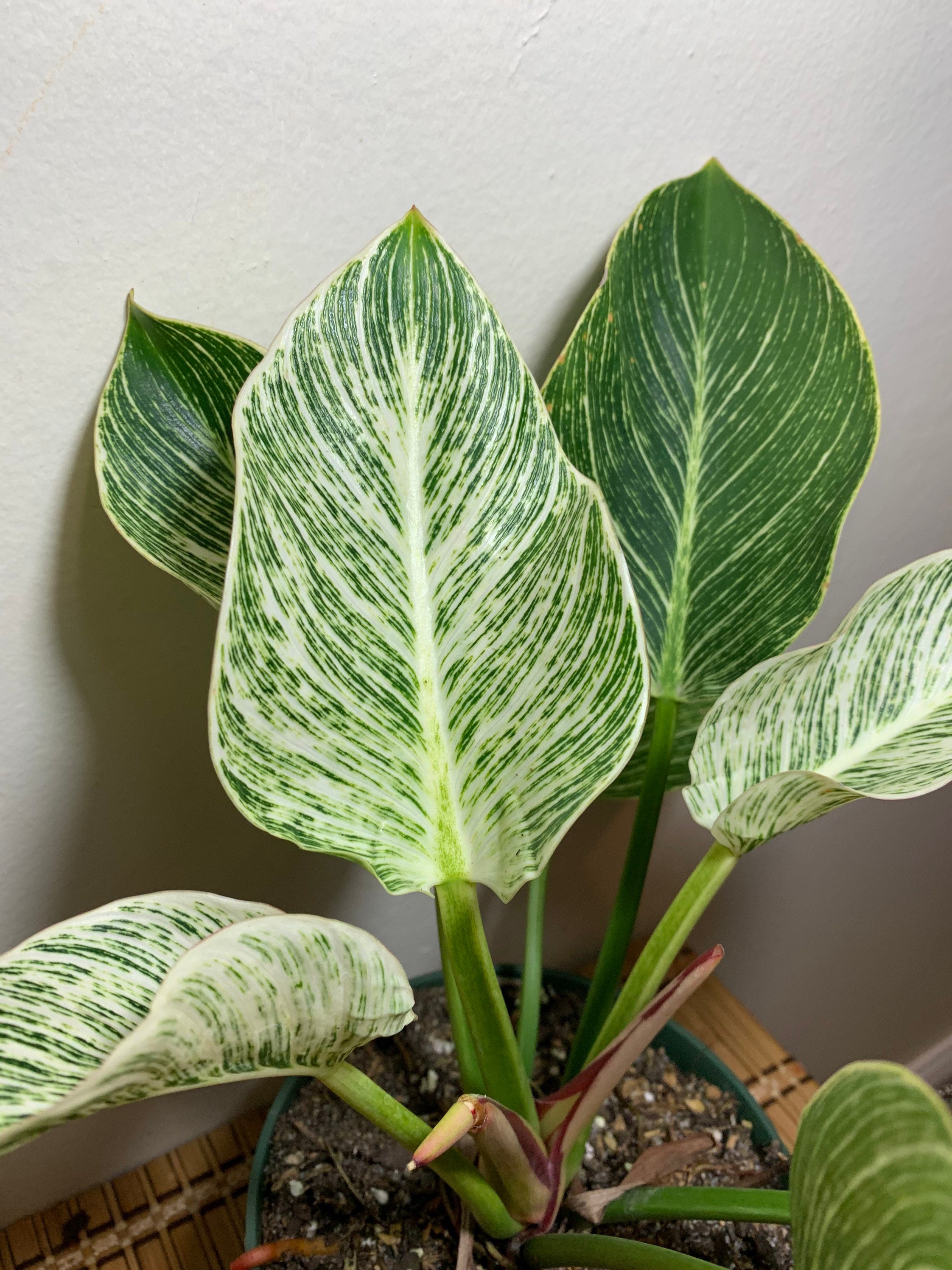 Philo Birking Rare Variegated Philodendron Birkin Exotic