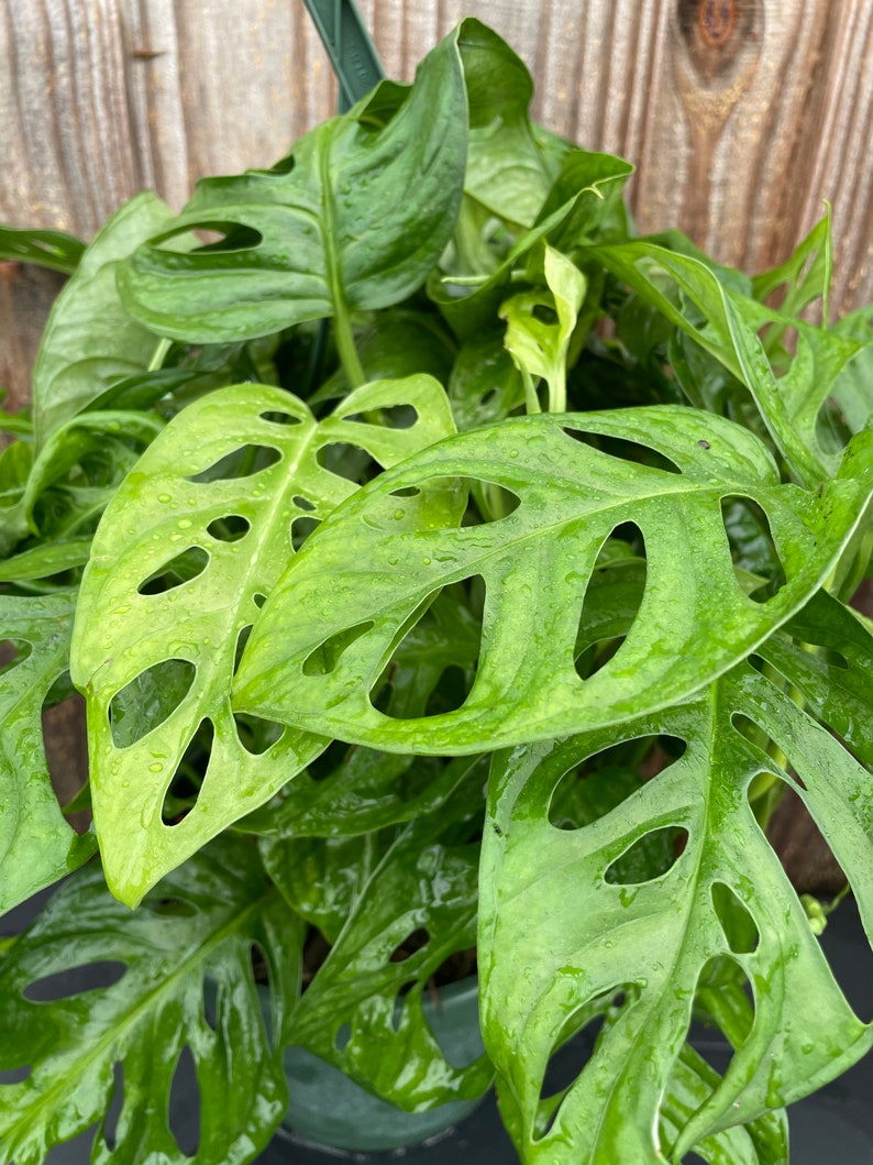 Monstera adansonii Philodendron Swiss Cheese. 8in pot Etsy