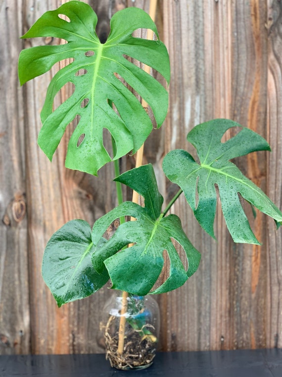 Monstera Deliciosa 18 to 20 inch