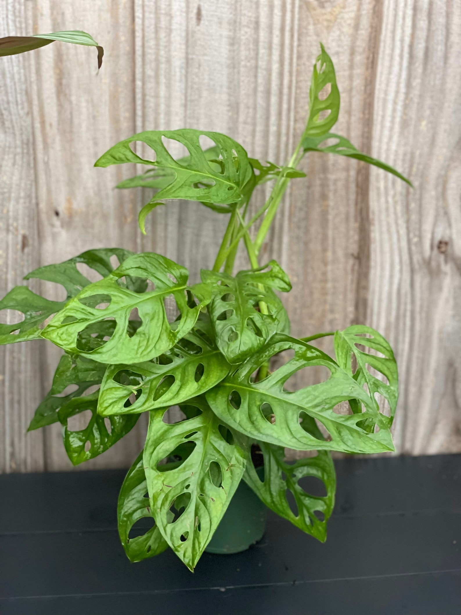 Monstera Adansonii Philodendron Swiss Cheese Starter Plant. Etsy