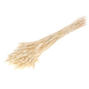 Natural Dried Wheat Bunch 20 Stems