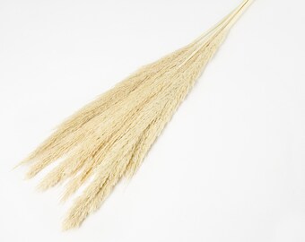 Natural Dried Reed Grass