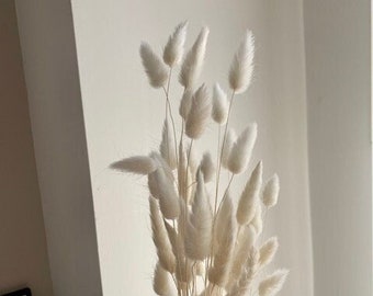 Bouquet de queue de lapin blanc | Fleurs séchées