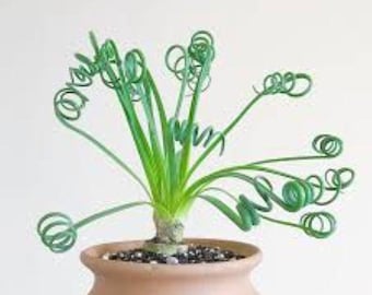 Albuca Spiralis - 5 x Seeds - Rarely Offered Seeds Free UK Delivery !