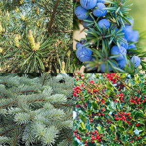 Puede incluir: Un collage de cuatro imágenes de plantas. Arriba a la izquierda: agujas de pino y una piña. Arriba a la derecha: bayas de enebro azules. Abajo a la izquierda: ramas de abeto azul. Abajo a la derecha: acebo con bayas rojas.