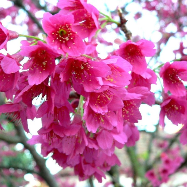 25 graines de cerise de Taïwan. graines de prunus campanulata