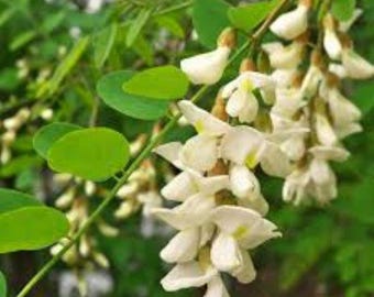 100 semillas de árbol de acacia falsa: acacia negra orgánica ¡Entrega gratuita en el Reino Unido!
