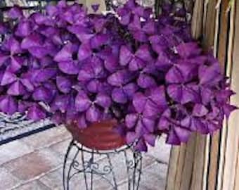 2 x Oxalis Triangularis purpurea shamrock bulbs. .Purple Butterfly Plant  Easy Houseplant  Garden Plant Purple Foliage - Very Easy to Grow