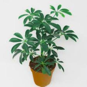 Dwarf Umbrella 10 x Tree Seeds: Schefflera Arboricola - Houseplant Starter Free UK Delivery !