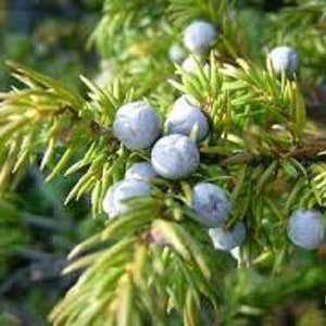 150 Common Juniper Tree Seeds (Juniperus Communis)