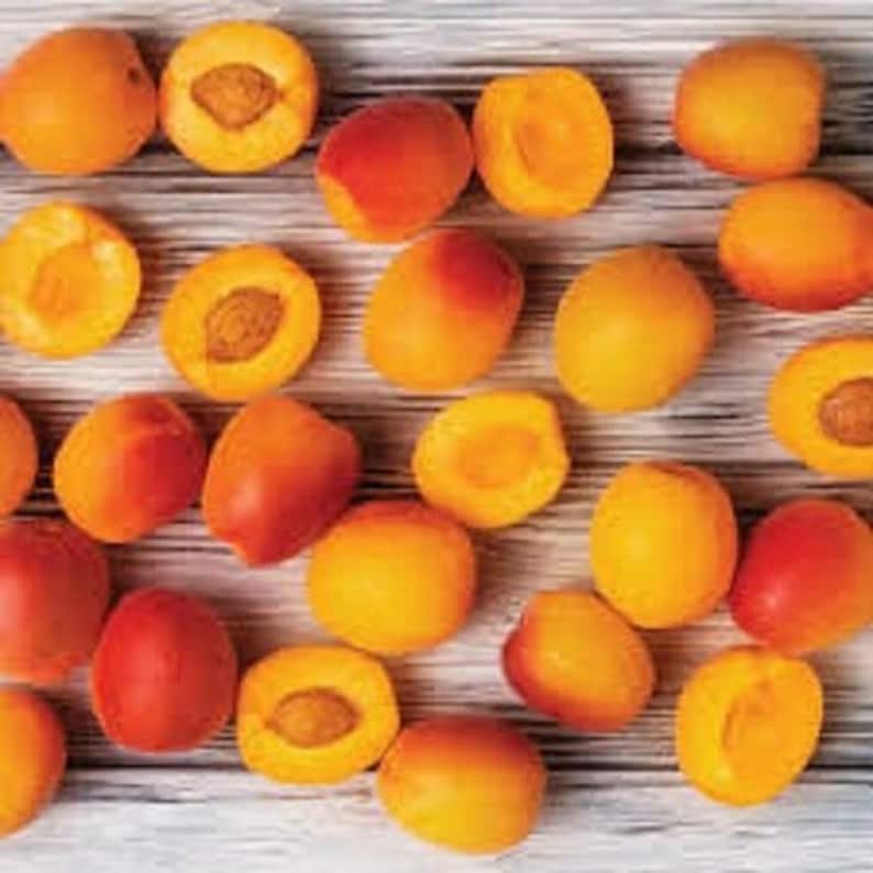 20 X Apricot Tree Seeds prunus Armenaica Etsy UK