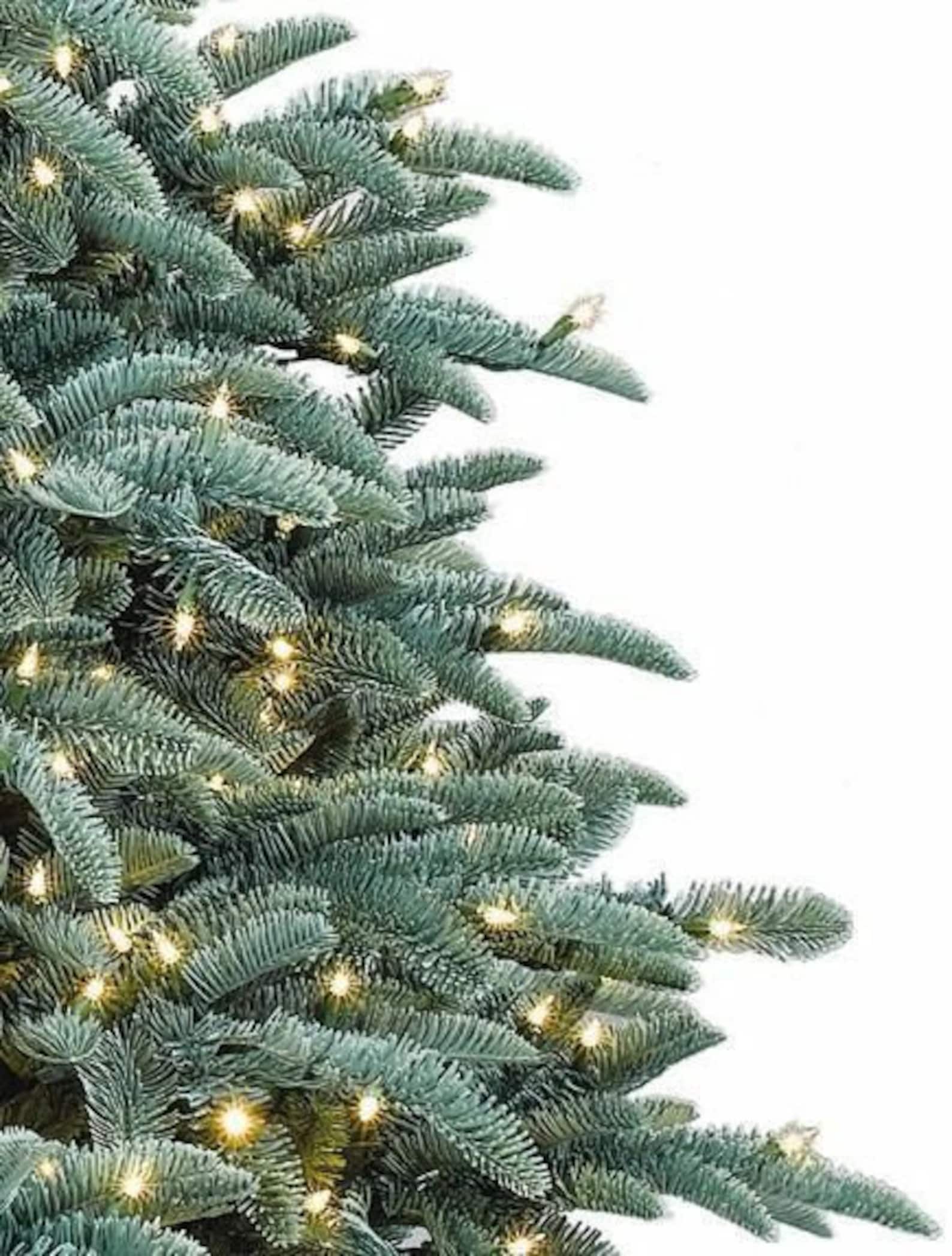 10 X Noble Fir Christmas Tree Seeds. Etsy UK