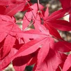 5 redleaf japanese maple tree seeds. tree seeds that can be used for bonsai.