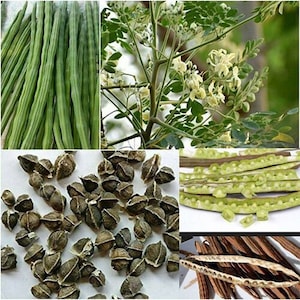 Moringa WINGLESS zaden voor opplant. Trommelstok boom. 10 verse zaden. Zeldzaam