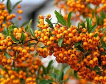 Nasiona ognika: Pyracantha Coccinea Shrub - 20 nasion Darmowa dostawa w Wielkiej Brytanii!